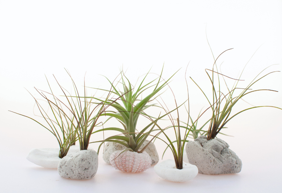 Air Plants (Tillandsia) 